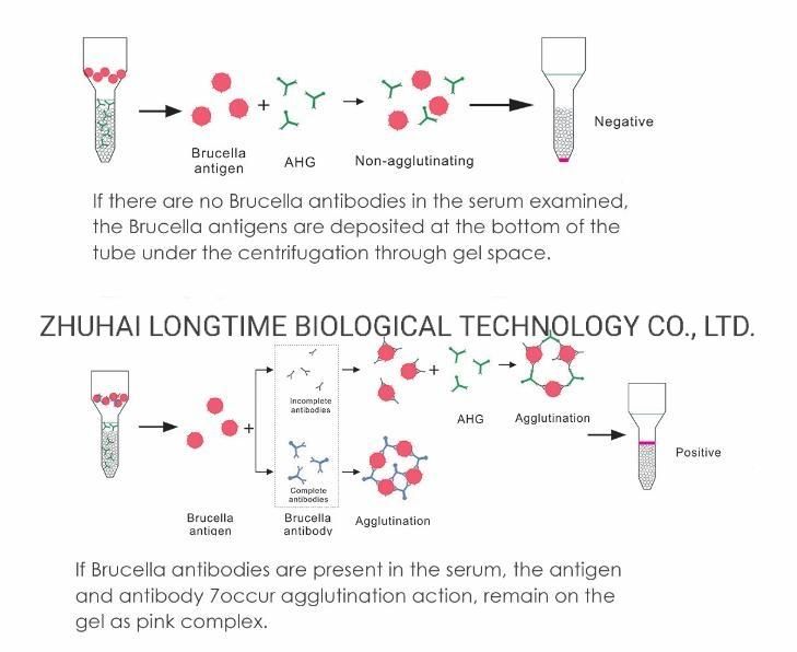 Longtime Brucella Rapid Diagnostic Test Microcolumn Gel Grouping Brucella Coombs Test Kit 12PCS