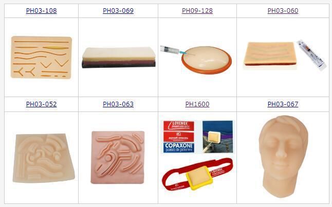 Medical Science Educational Injection and Blood Sampling Practice Model