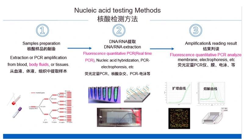 Rapid Real Time PCR Test Real-Time PCR System PCR Real Time Machine