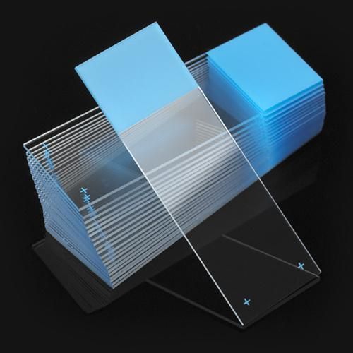 Prepared Microcope Slides/Microscope Slides/Prepared Slides