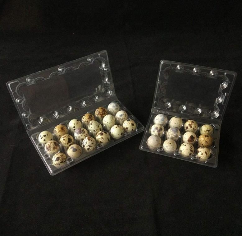 Customized Wholesale Blister Plastic Packaging for Quail Eggs