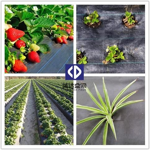 Agricultural Plastic Products PP Tree Weed Mat for Exportation PP Weed Fabric