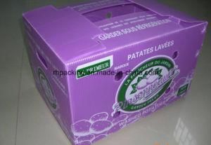 Corflute Fruit Box with Printing/PP Folding Box/PP Corrugated Box