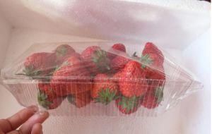 Transparent Container Pet PVC Plastic Disposable Fruits Tray