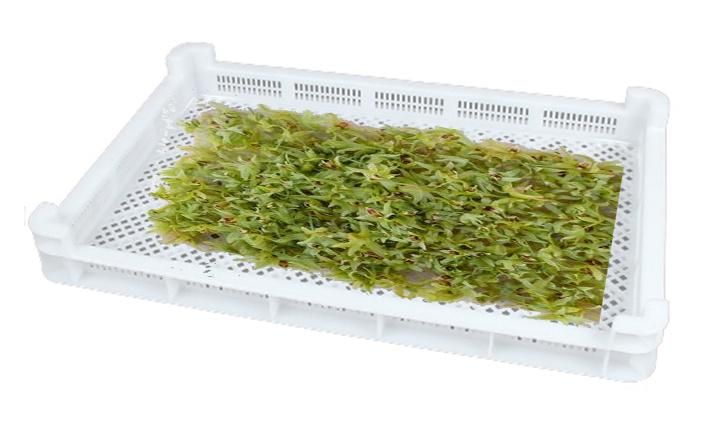 Food Grade Plastic Agricultural Tray for Drying for Food