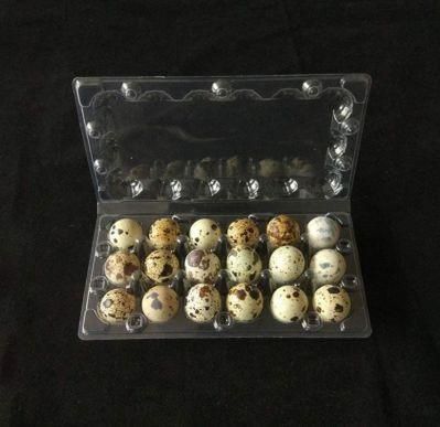 Cheap Transparent 24 Holes Clamshell Plastic Quail Egg Tray