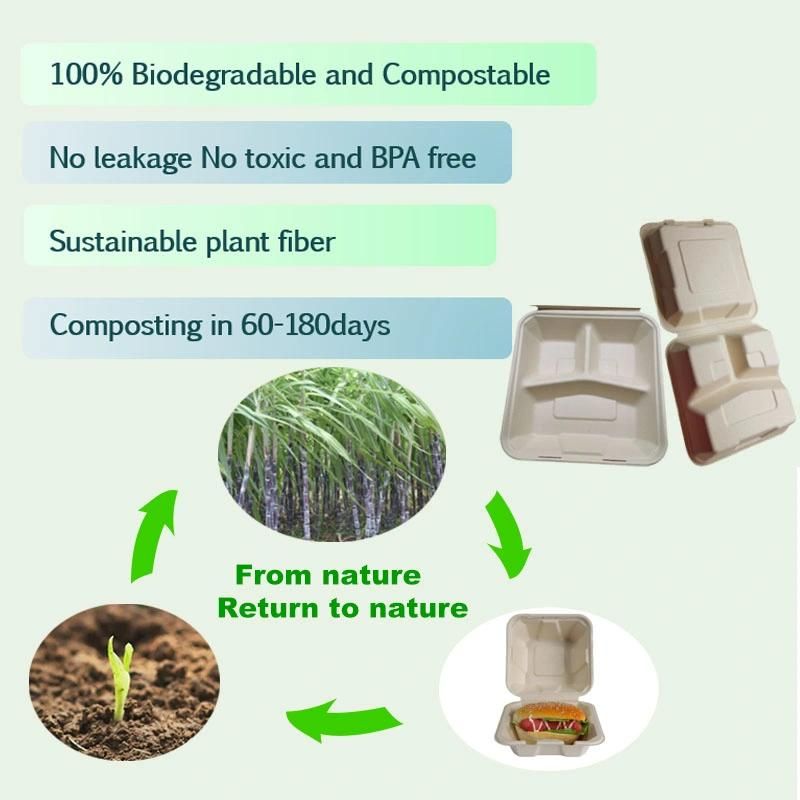 Custom Logo Greaseproof Foldable Sugarcane Bagasse Pulp Packaging Box Wholesale