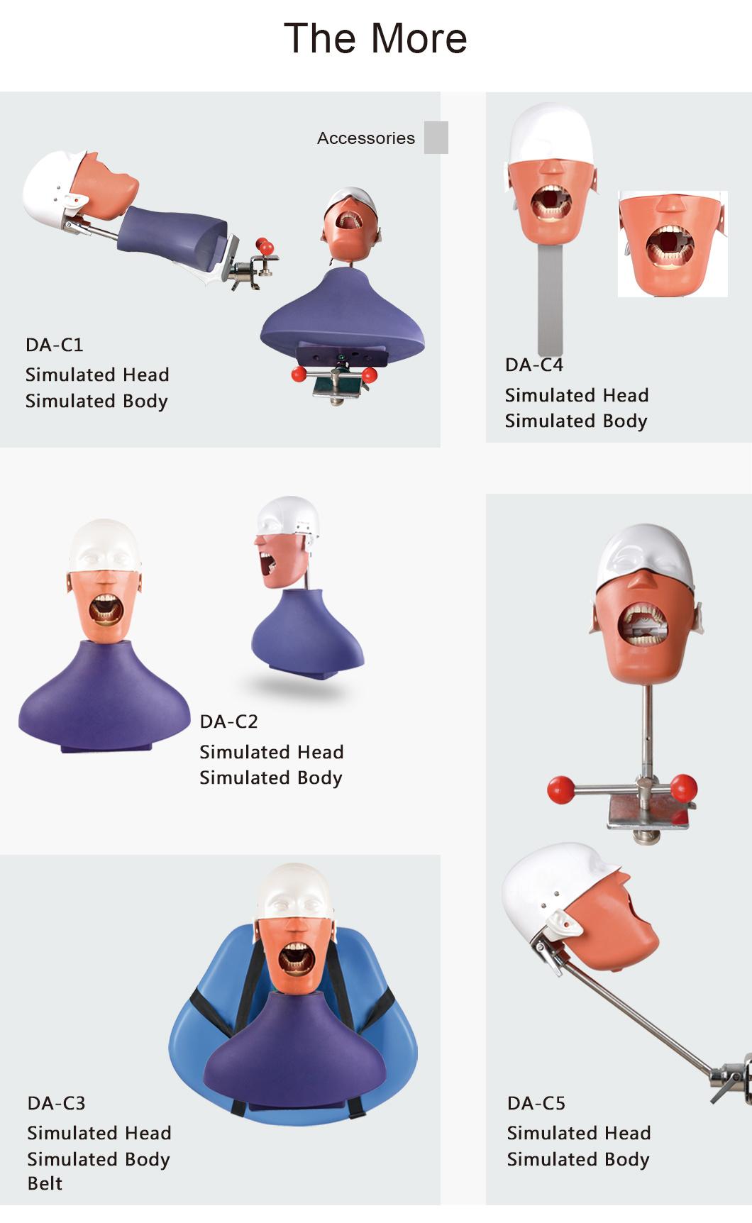 Phantom Head Model Used by Dentistry Students with Holder/Typodont