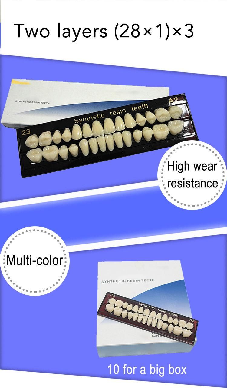 Two Layers Synthetic Artificial Resin Teeth for Sale