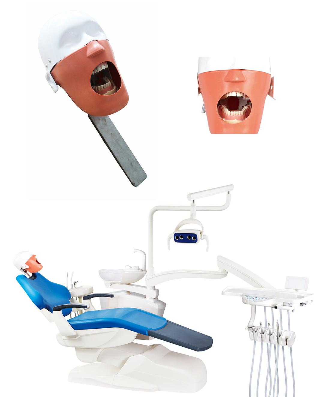 Phantom Head Model Used by Dentistry Students with Holder/Typodont