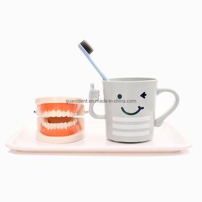 Denture Teeth Dental Study Model False Dentures False Teeth