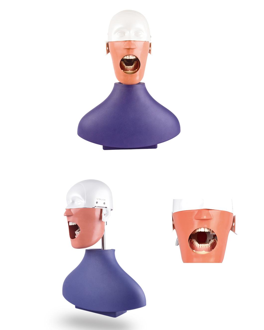 Dalaude Dental Manikins Phantom Head Models for Dental Education