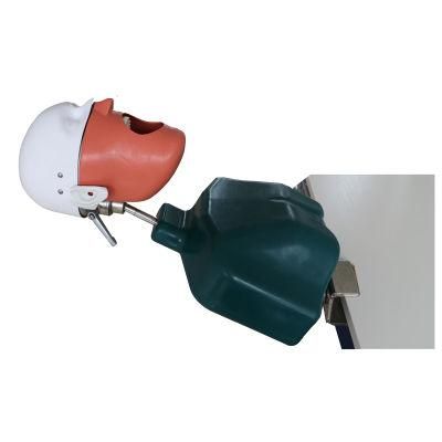 Teeth Model Head Dental Phantom Training Simulator