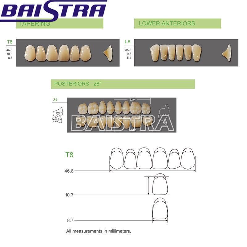 Dental Synthetic Polymer Resin Teeth