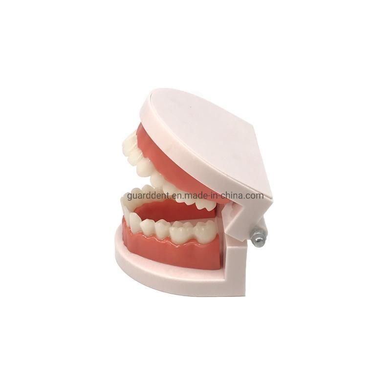 Denture Teeth Model Denture Falseteeth Acrylic Model for Teaching Use