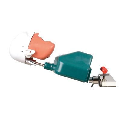 Dental Surgery Practice Model Head Clamp Type for Teaching Simulator