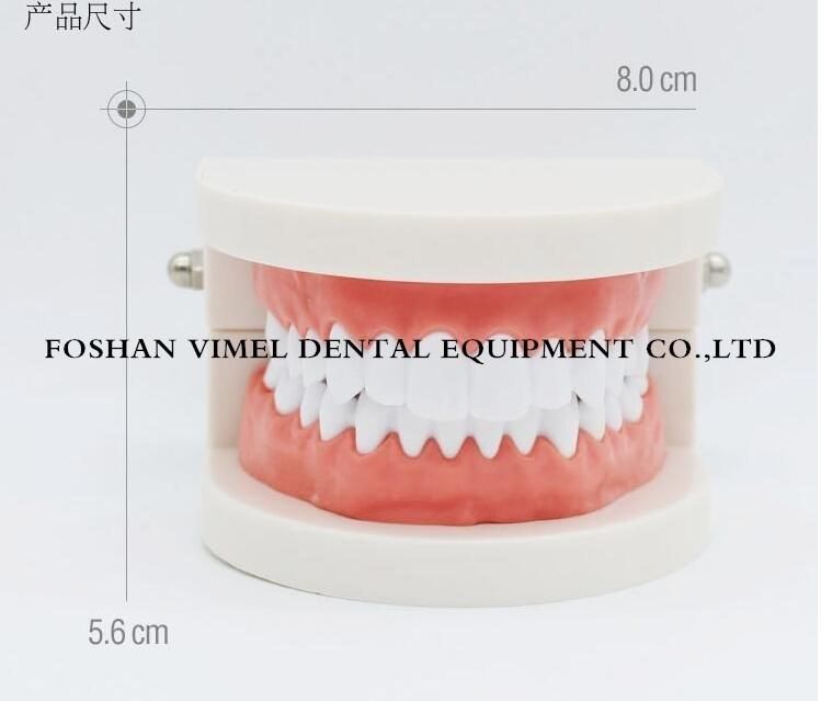 Adult Teeth Model Standard Dental Teaching Study Typodont Demonstration Tool