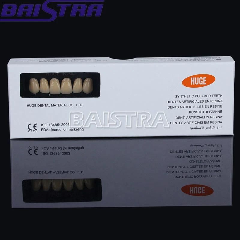 Top Quality Dental Synthetic Polymer Teeth Resin Denture for Sale