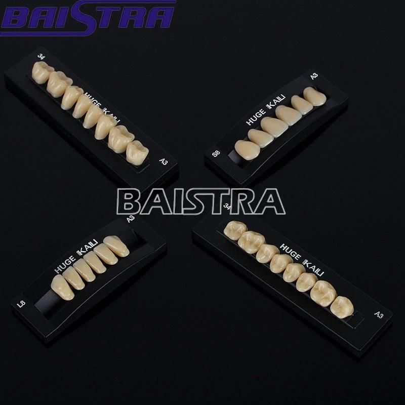 Top Quality Dental Synthetic Polymer Teeth Resin Denture for Sale