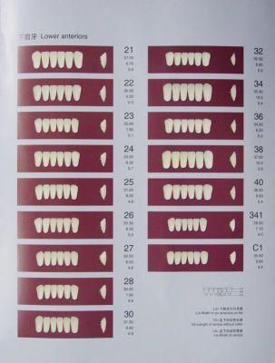 Porcelain False Teeth Denture