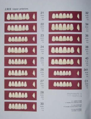 Gold Pin Porcelain Teeth