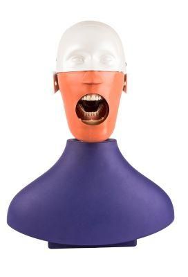 Dalaude Dental Manikins Phantom Head Models for Dental Education