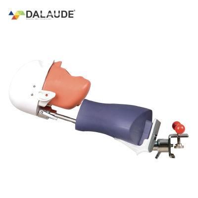 Dalaude Dental Phantom Head/Dental Equipment/Dental Training