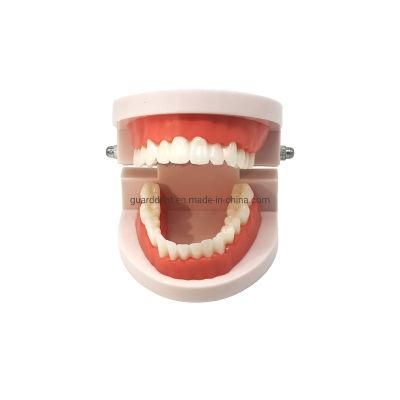 Dental Educational Teeth Model Demonstration Denture False Teeth Model