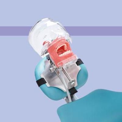 Head Model Dental Simple Phantom with Replaceable Teeth Simulator