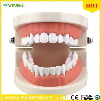 Adult Teeth Model Standard Dental Teaching Study Typodont Demonstration Tool