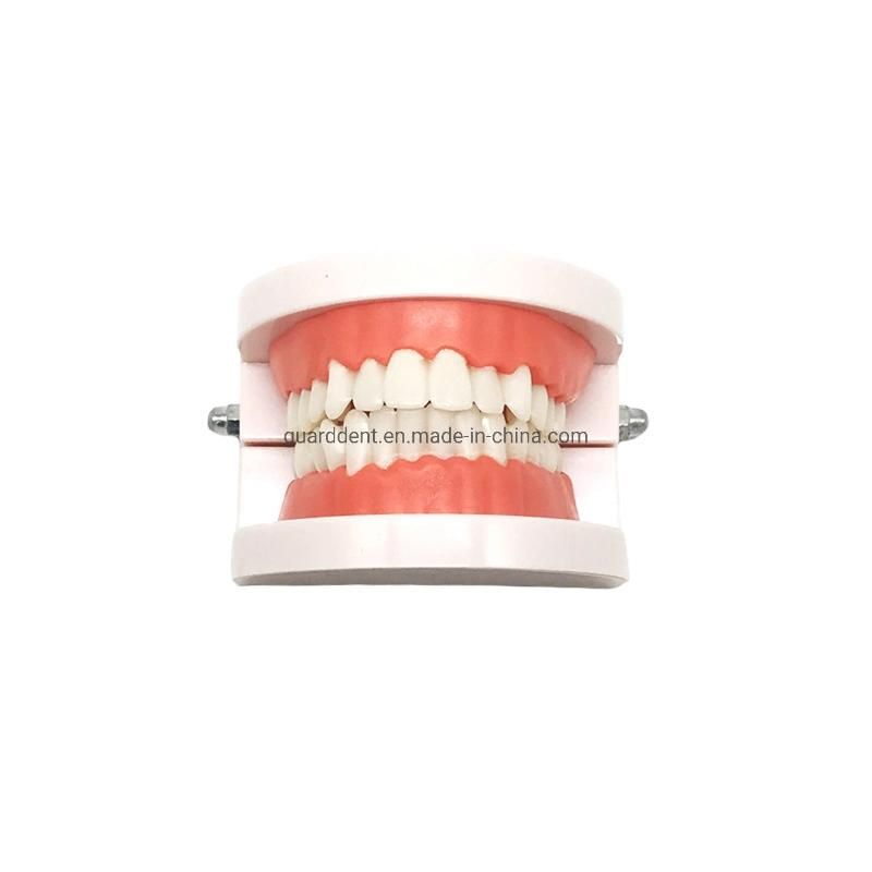 Beautiful Style Dental Implant Denture Teeth Model for Practice