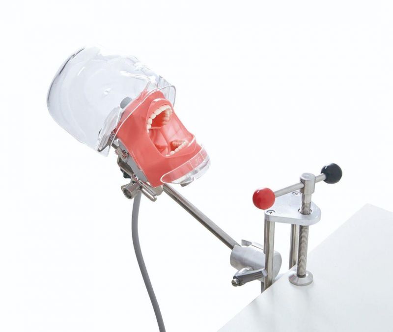 Adjustable Dental Manikin Phantom Head, Dental Equipment