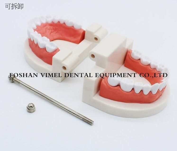 Adult Teeth Model Standard Dental Teaching Study Typodont Demonstration Tool