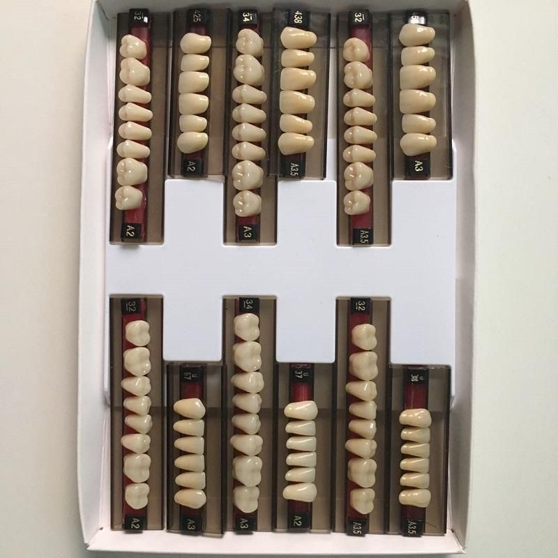 Synthetic Resin Teeth of Dental Material