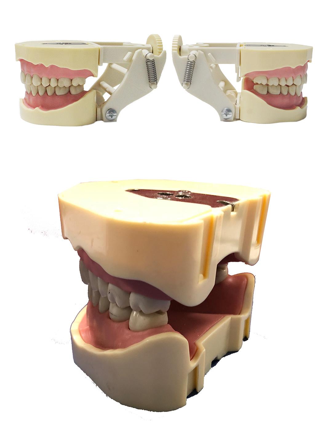 Phantom Head Model Used by Dentistry Students with Holder/Typodont