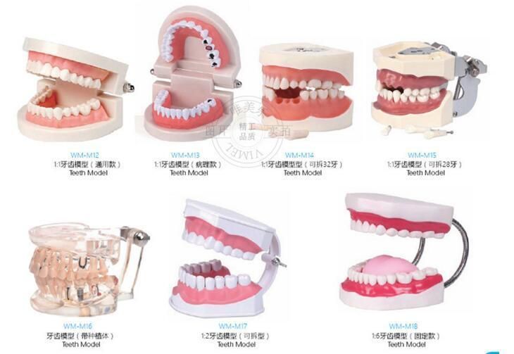 Adult Teeth Model Standard Dental Teaching Study Typodont Demonstration Tool