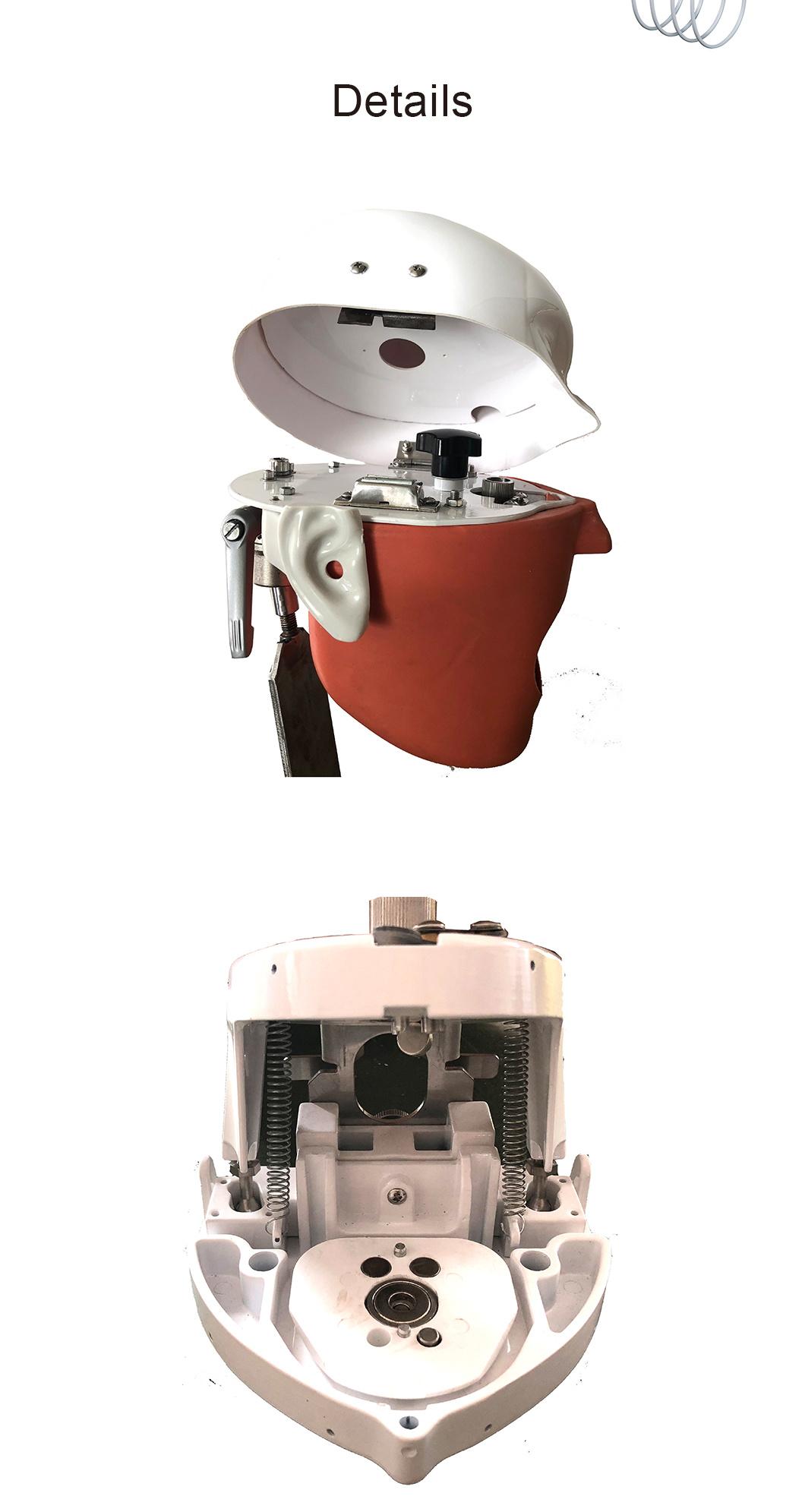 Phantom Head Model Used by Dentistry Students with Holder/Typodont