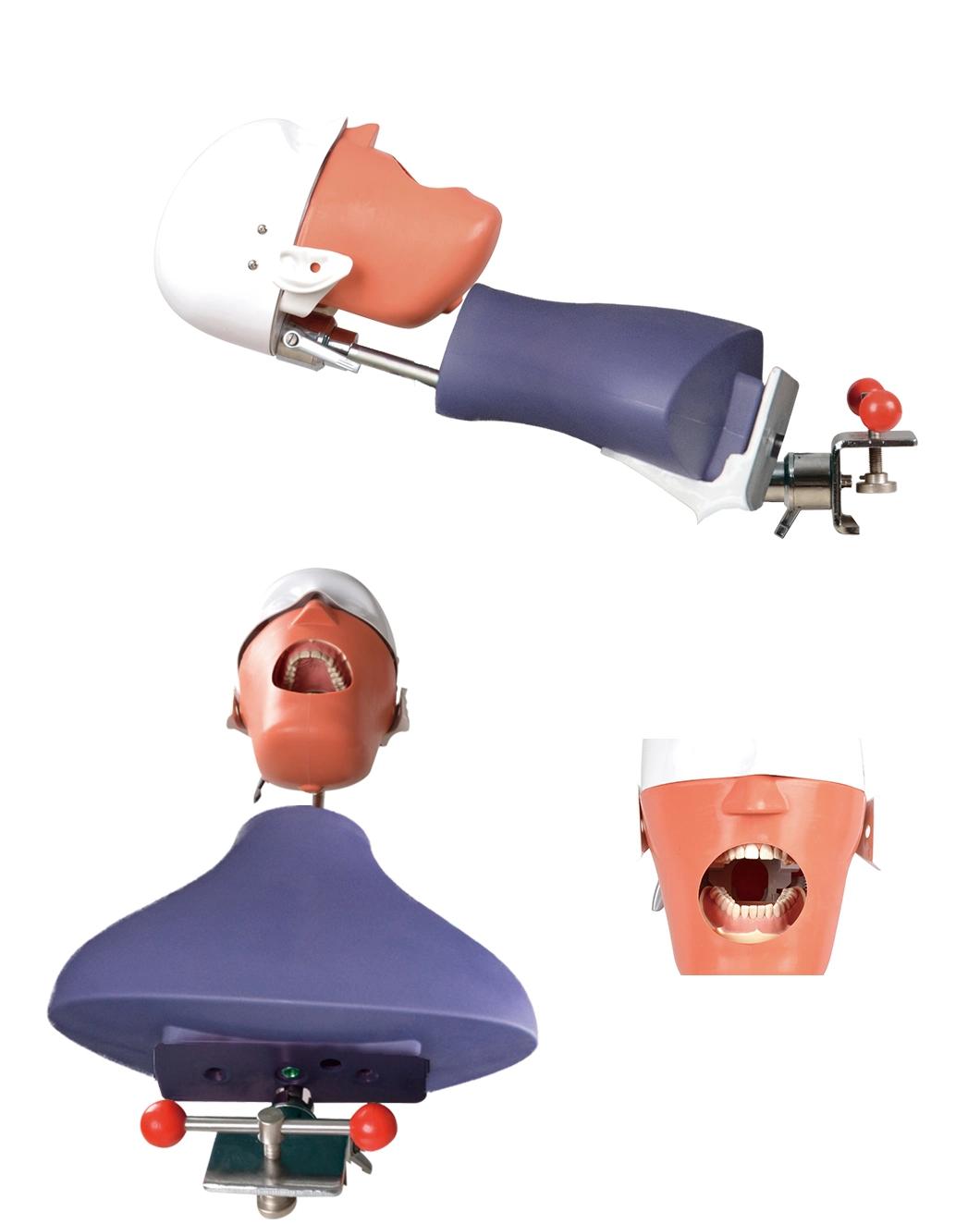 Dental Simulator Accessories Stimulated Head