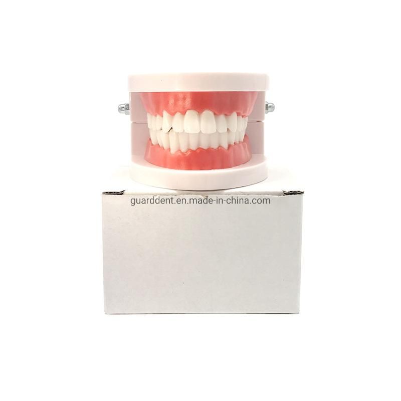 Falseteeth Acrylic Model Dental Denture Teeth Models for Implant Denture