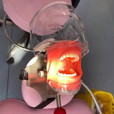 Dental Teeth Mode Simulator Head for Dentist Teaching