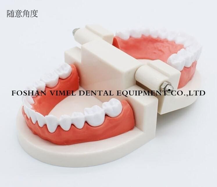 Adult Teeth Model Standard Dental Teaching Study Typodont Demonstration Tool