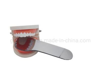 Denture Teeth Model Denture Falseteeth Acrylic Model for Teaching Use