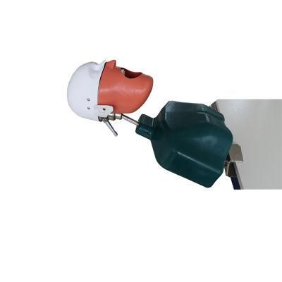 Oral Dental School Training Practice Manikin Phantom Head