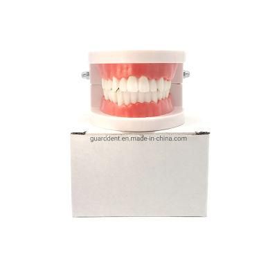 Denture Teeth Model Denture False Teeth Acrylic Model for Teaching Use