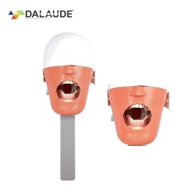 Dental Simulator Manikin Phantom Head Teeth Model