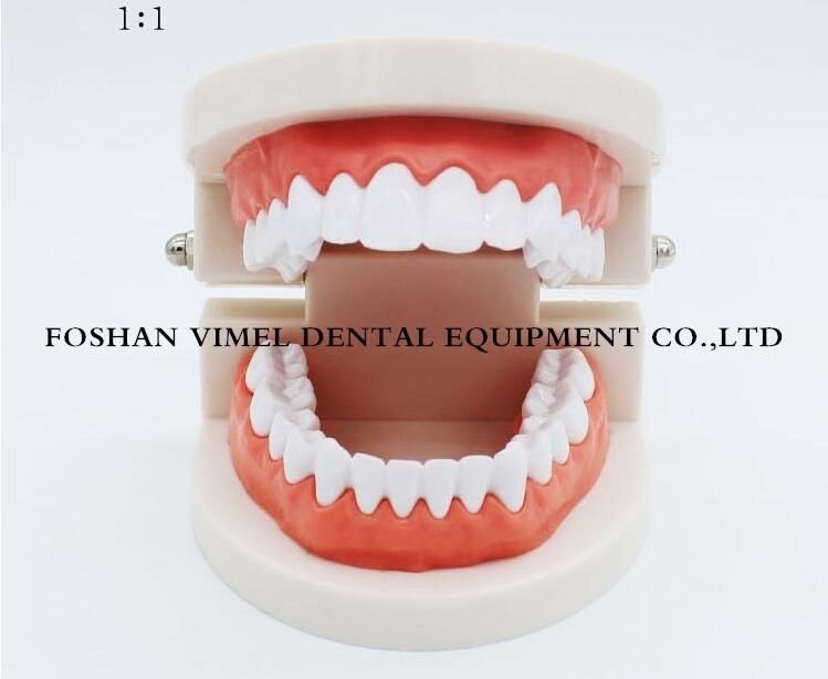 Adult Teeth Model Standard Dental Teaching Study Typodont Demonstration Tool