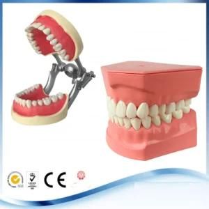 Educational Used Dental Demonstration Models for Dental Care Model