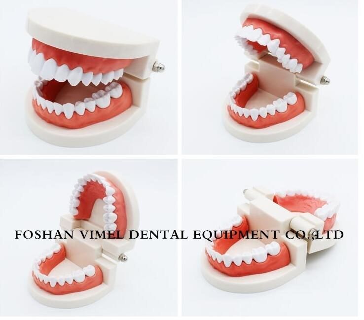 Adult Teeth Model Standard Dental Teaching Study Typodont Demonstration Tool