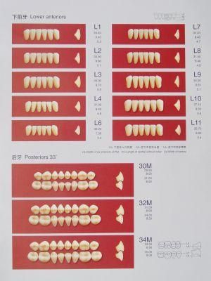 Synthetic Resin Teeth