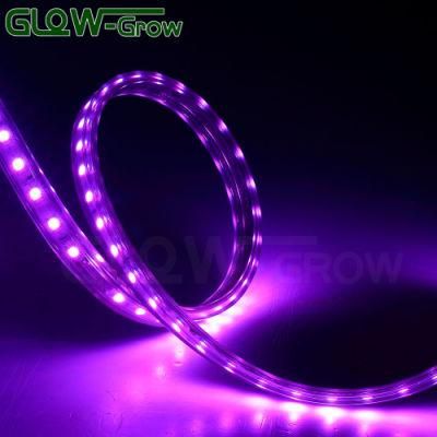 SMD 5050 RGB LED Chip Strip Light for Restaurant Decoration